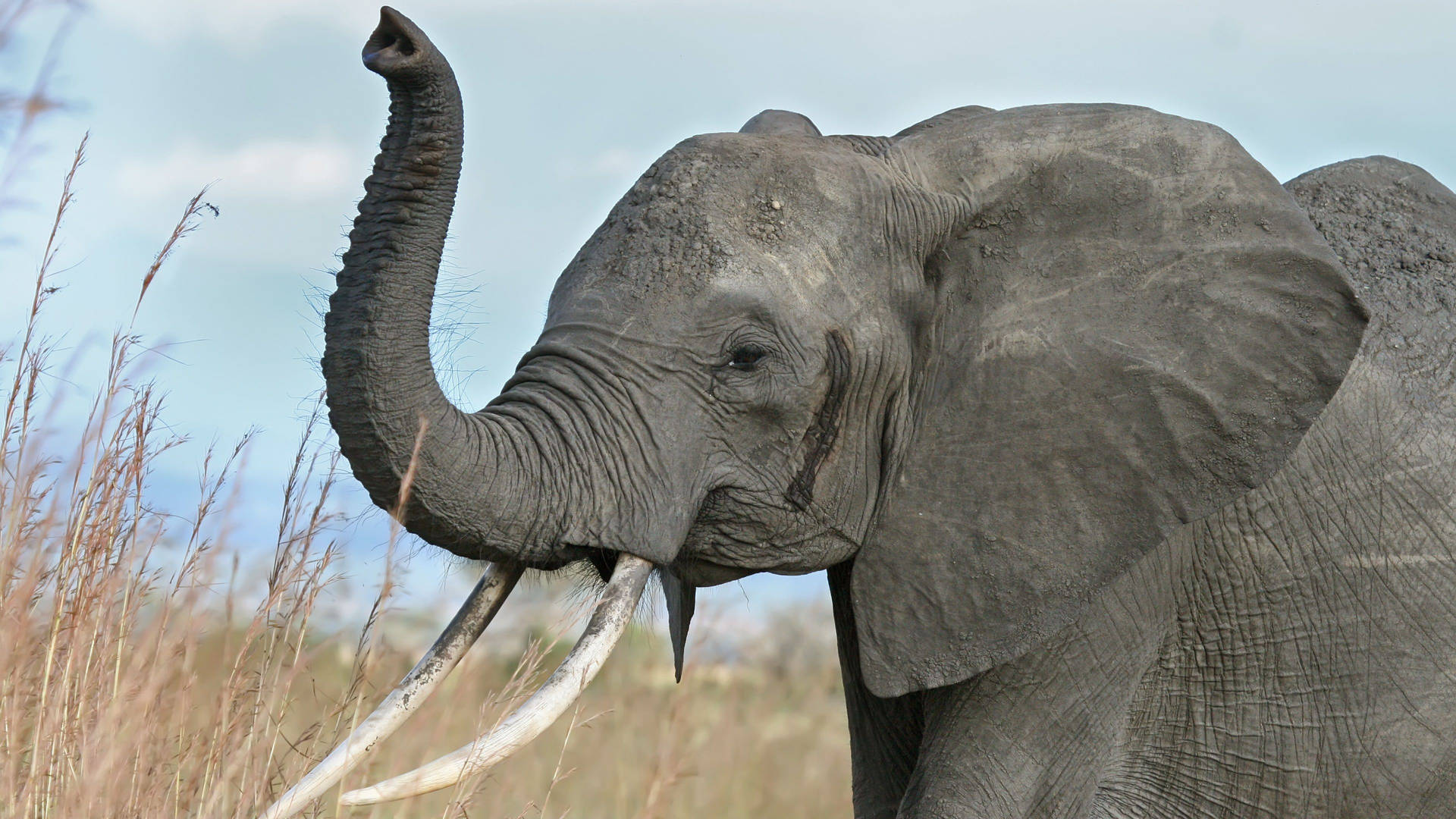 A Gray Elephant Walking Through Tall Grass Background