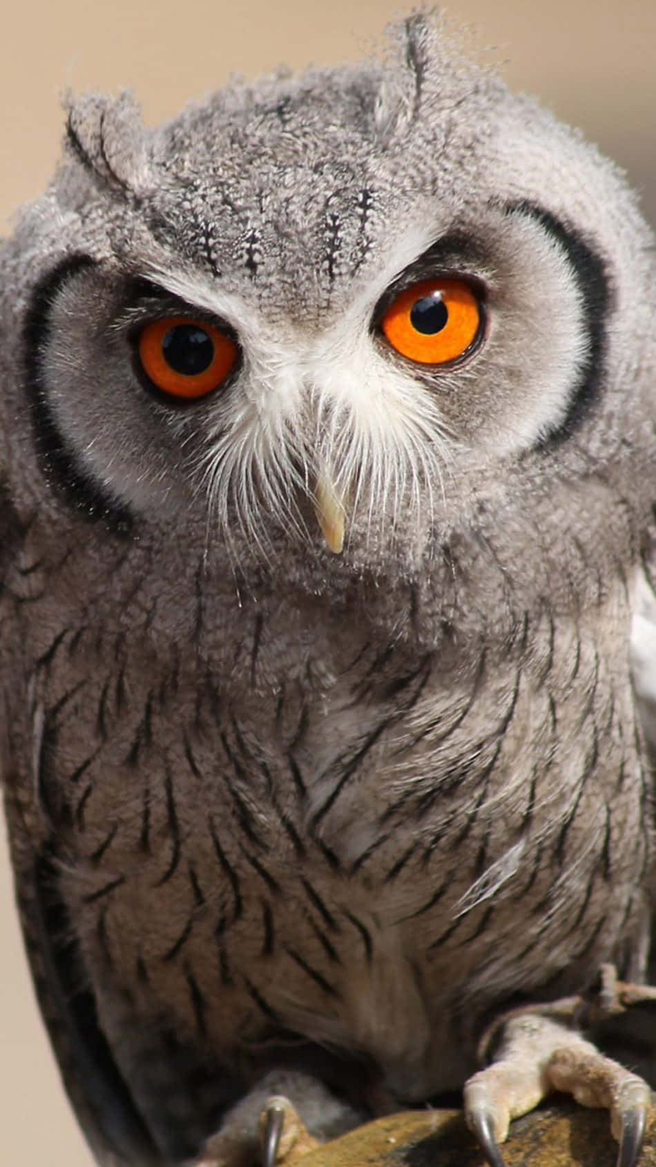A Gray Owl With Orange Eyes Is Sitting On A Branch Background