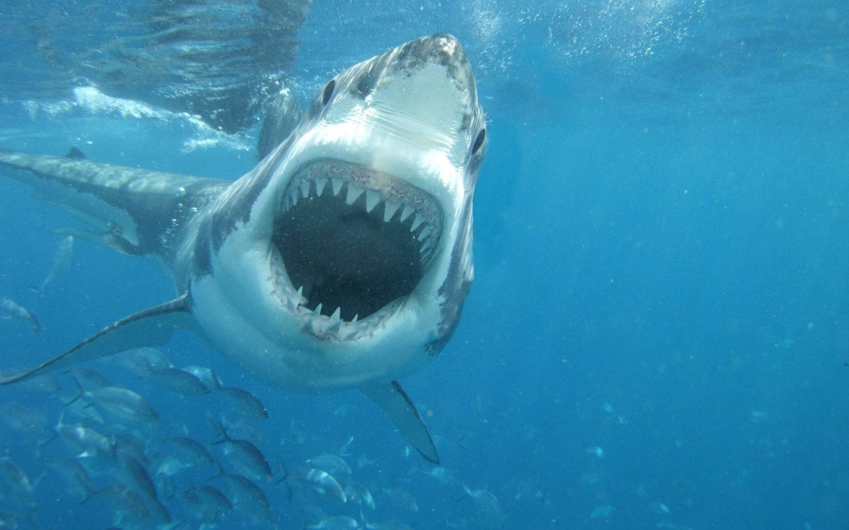 A Great White Shark In Its Natural Habitat Background