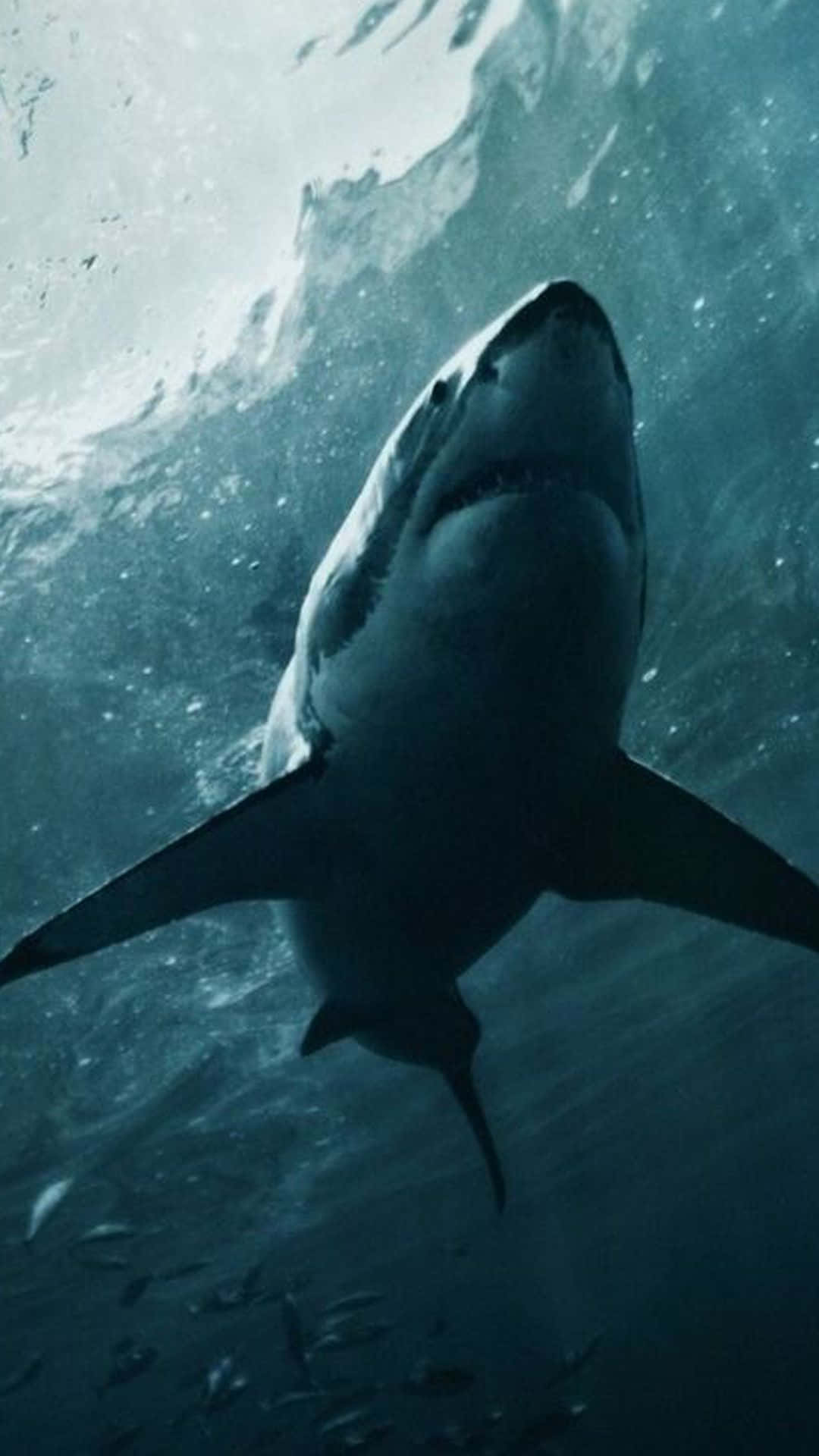 A Great White Shark Swimming In The Ocean Background