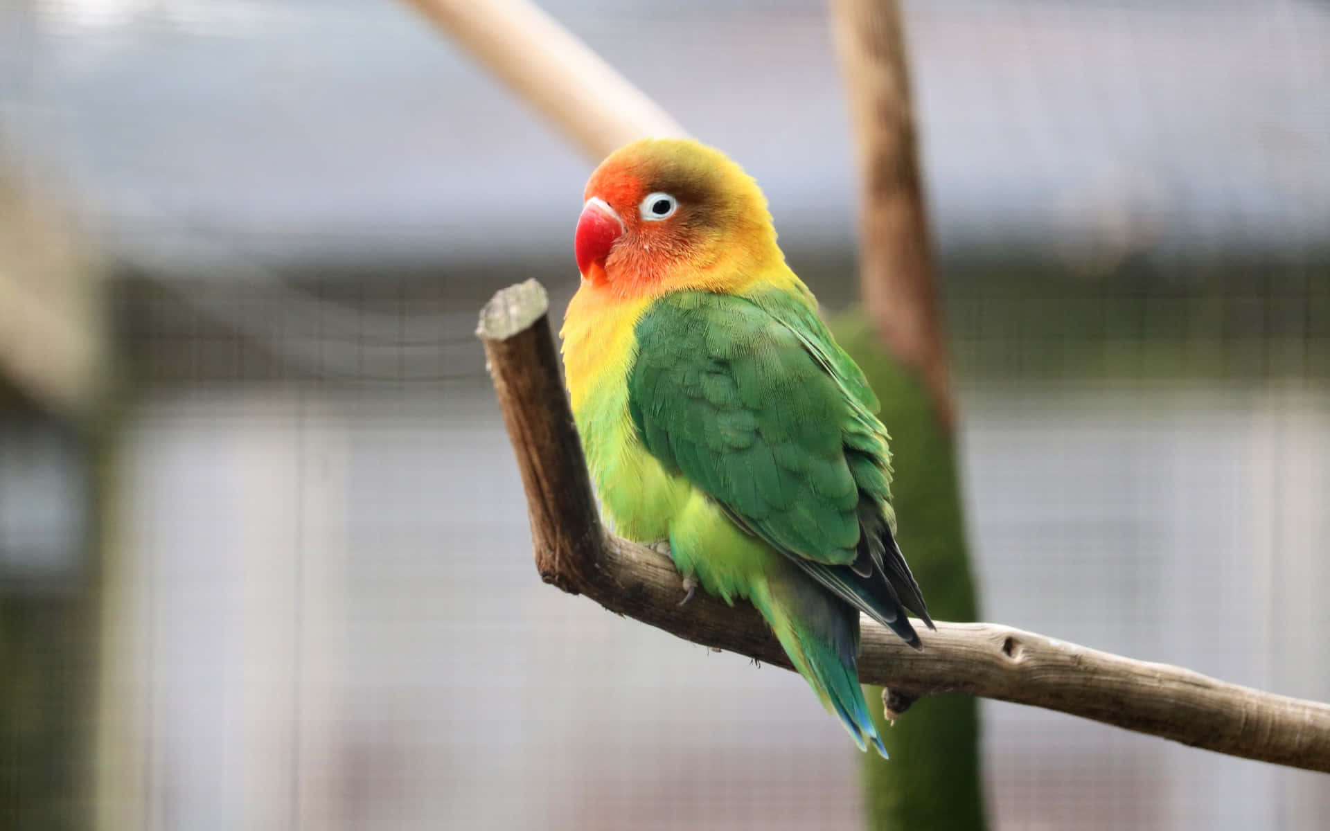 A Green And Yellow Bird Sitting On A Branch Background