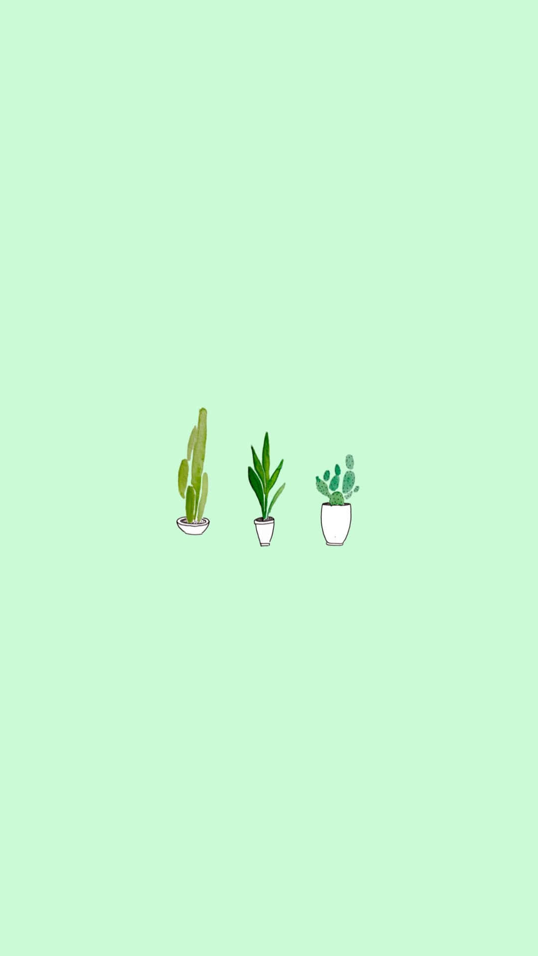 A Green Background With Three Cactus Plants On It Background