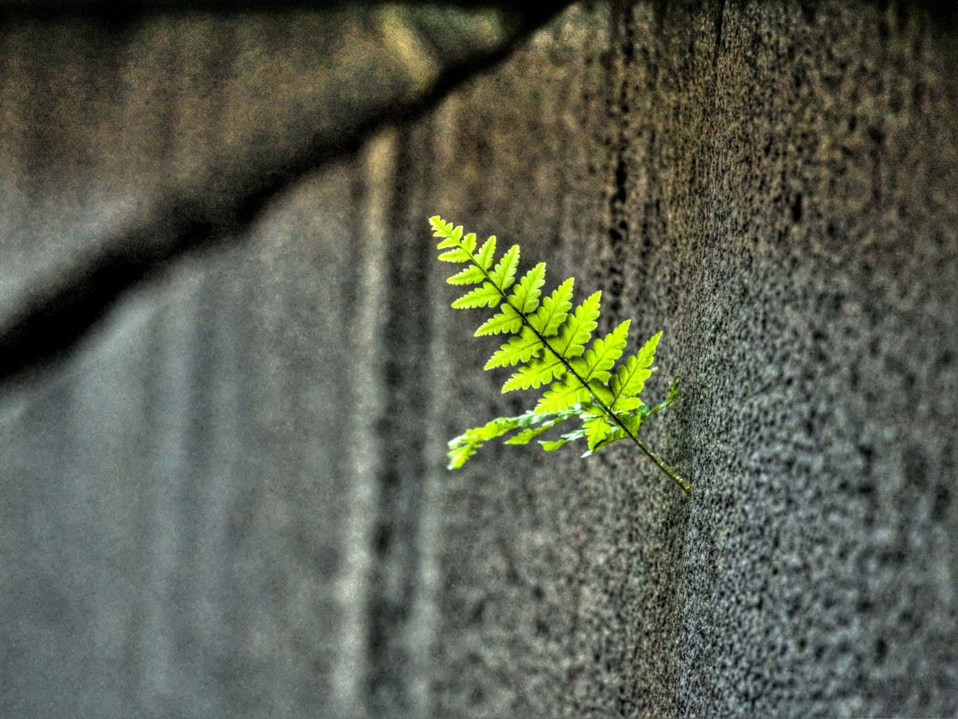 A Green Fern Growing Out Of A Concrete Wall