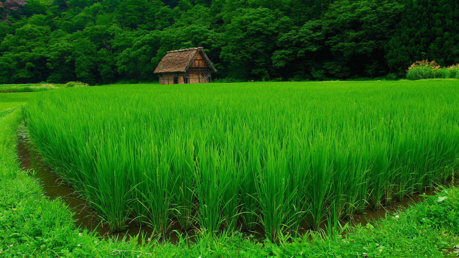 A Green Field With A Small House In The Middle Background