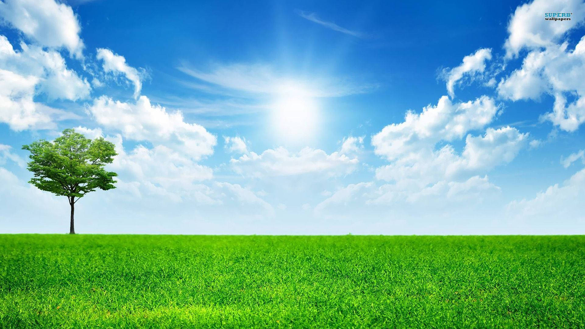 A Green Field With A Tree And Blue Sky Background