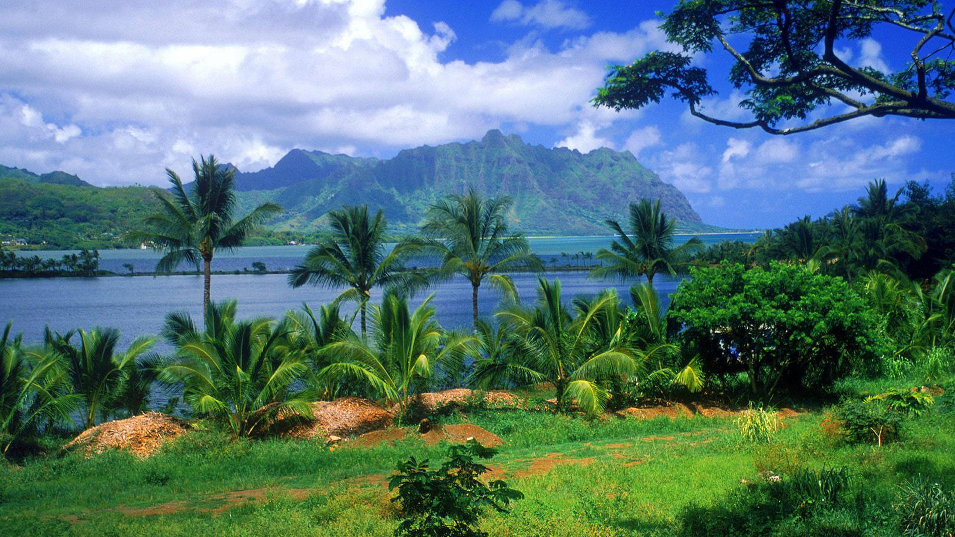 A Green Field With Trees And A Lake Background