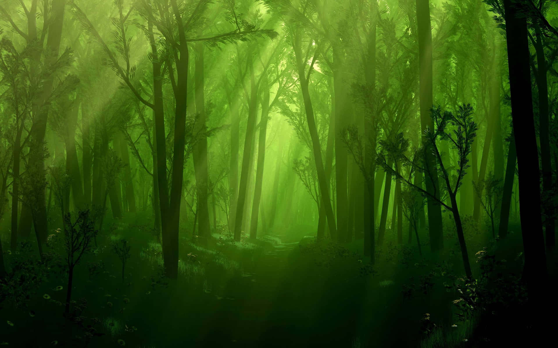 A Green Forest With Sunlight Shining Through The Trees