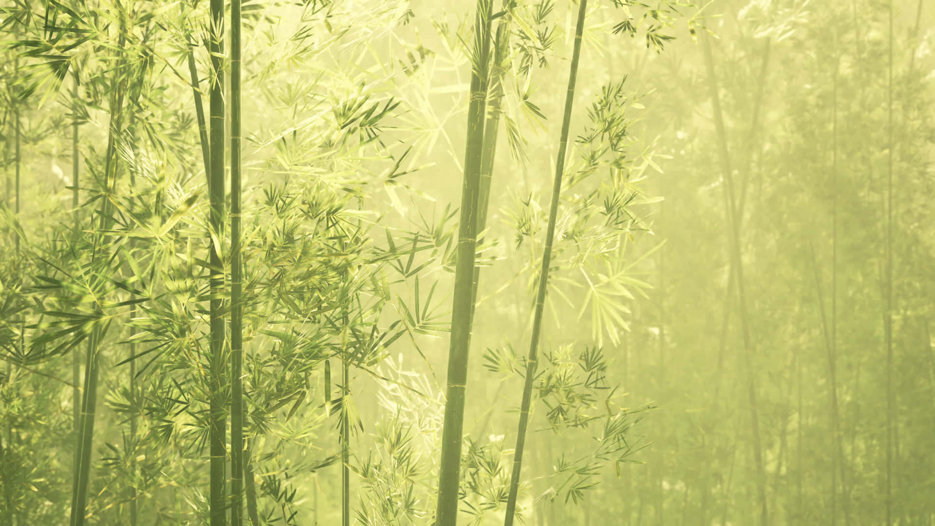 A Green Forest With Tall Bamboo Trees Background