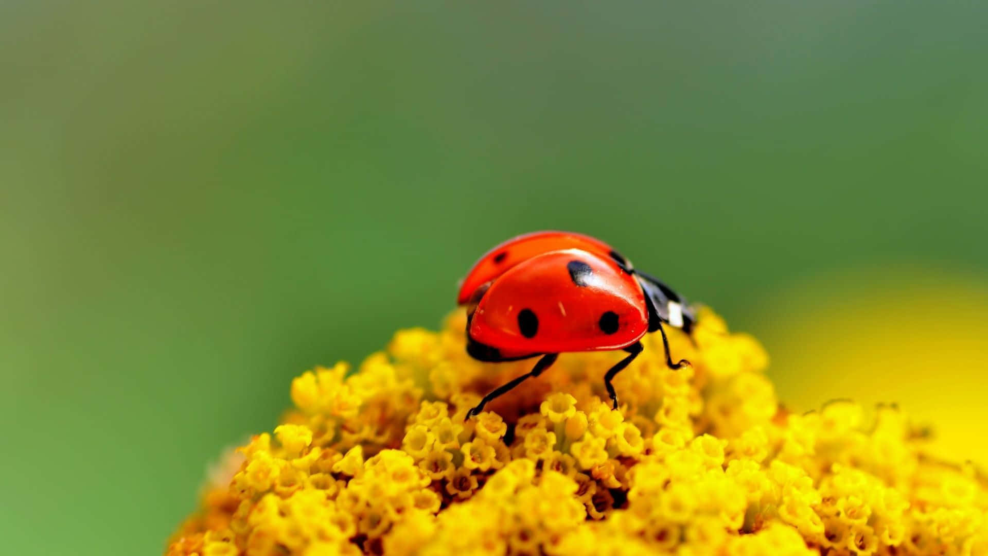 A Green Ladybug Displayed On An Iphone Screen Background