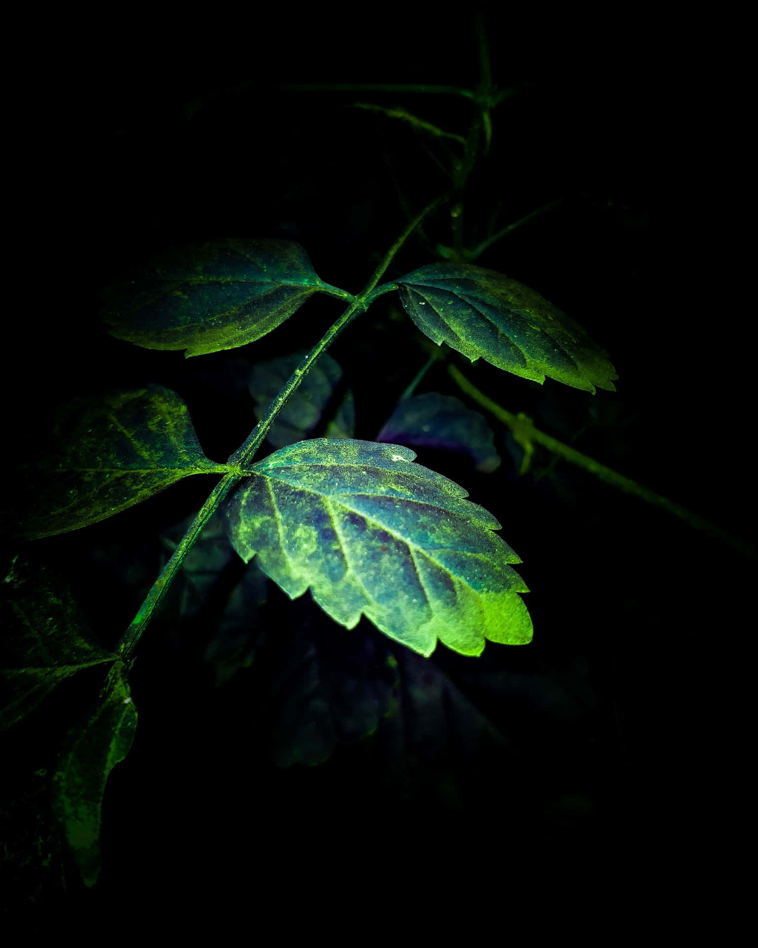 A Green Leaf In The Dark Background