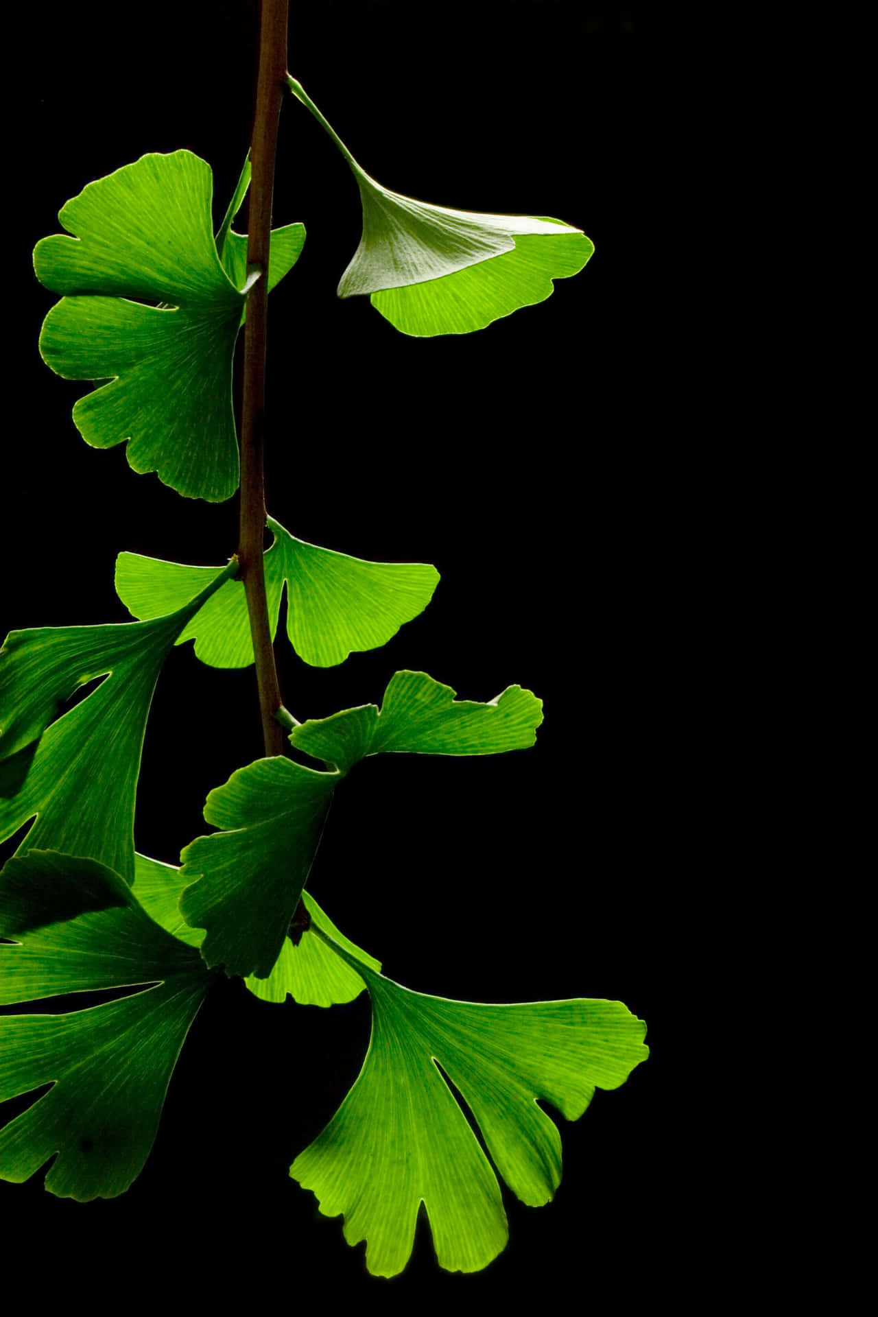 A Green Leaf Is Hanging On A Branch Background