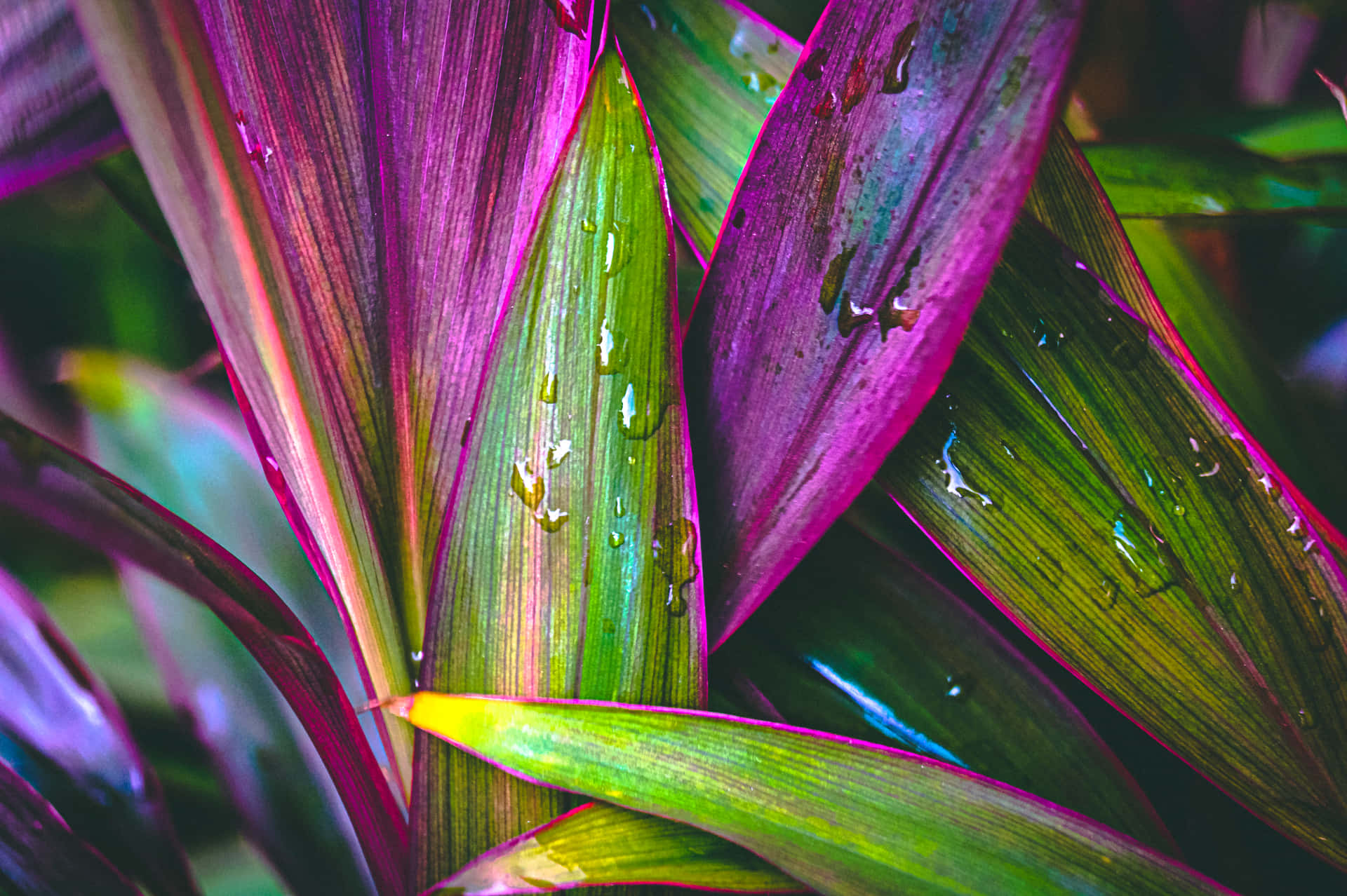 A Green Leaf