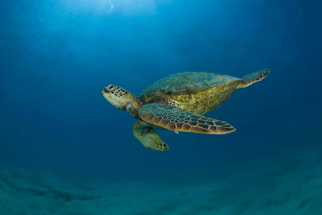 A Green Sea Turtle Swimming In The Ocean