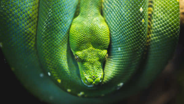 A Green Snake Is Curled Up In A Tree Background