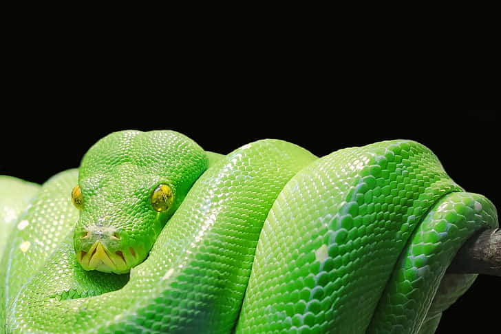 A Green Snake Is Curled Up On A Branch Background