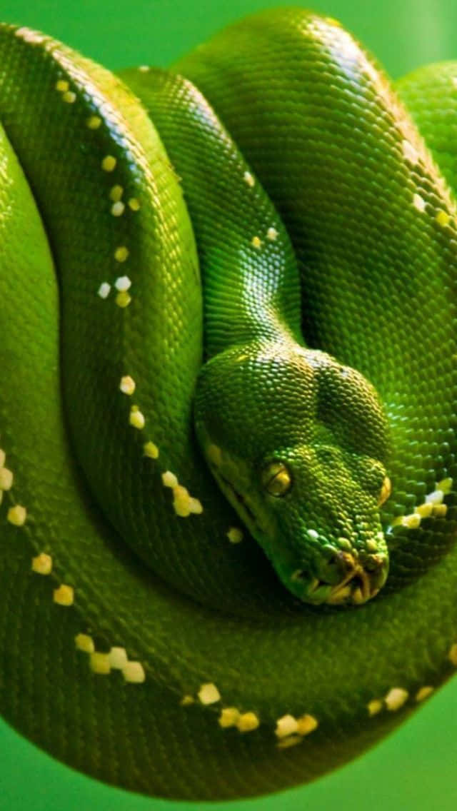 A Green Snake Is Curled Up On A Branch Background