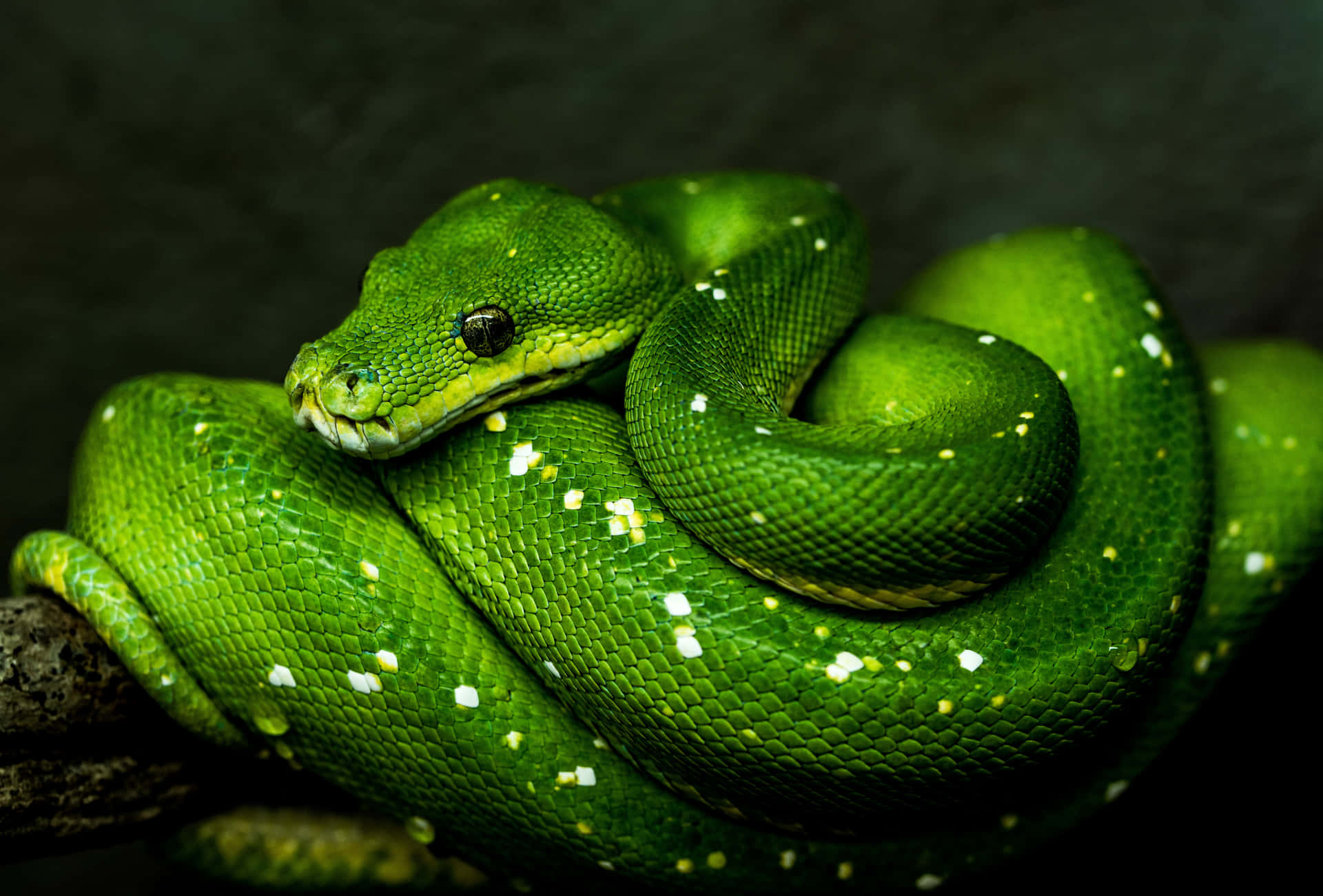 A Green Snake Is Sitting On A Branch Background