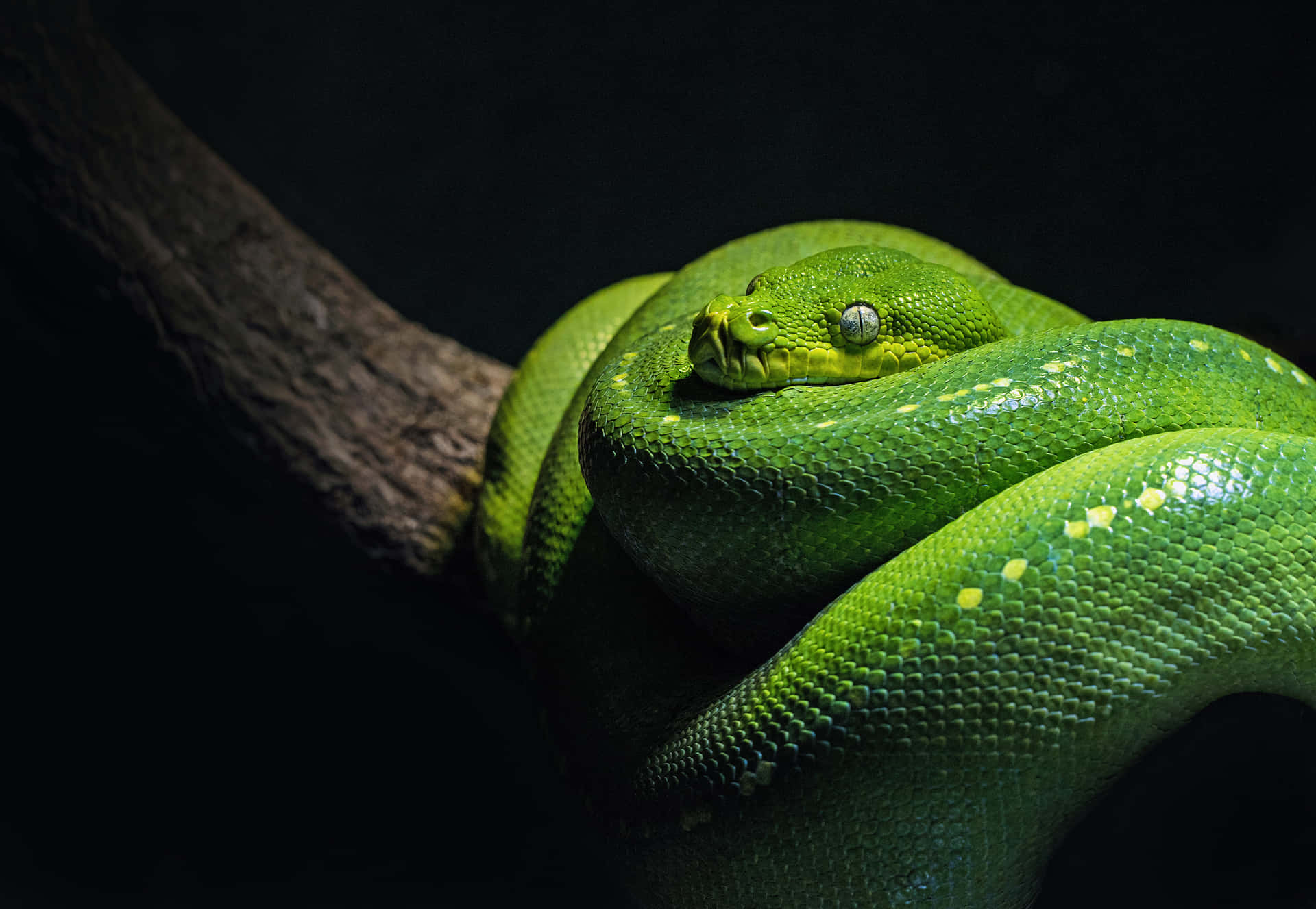 A Green Snake Is Sitting On A Branch Background