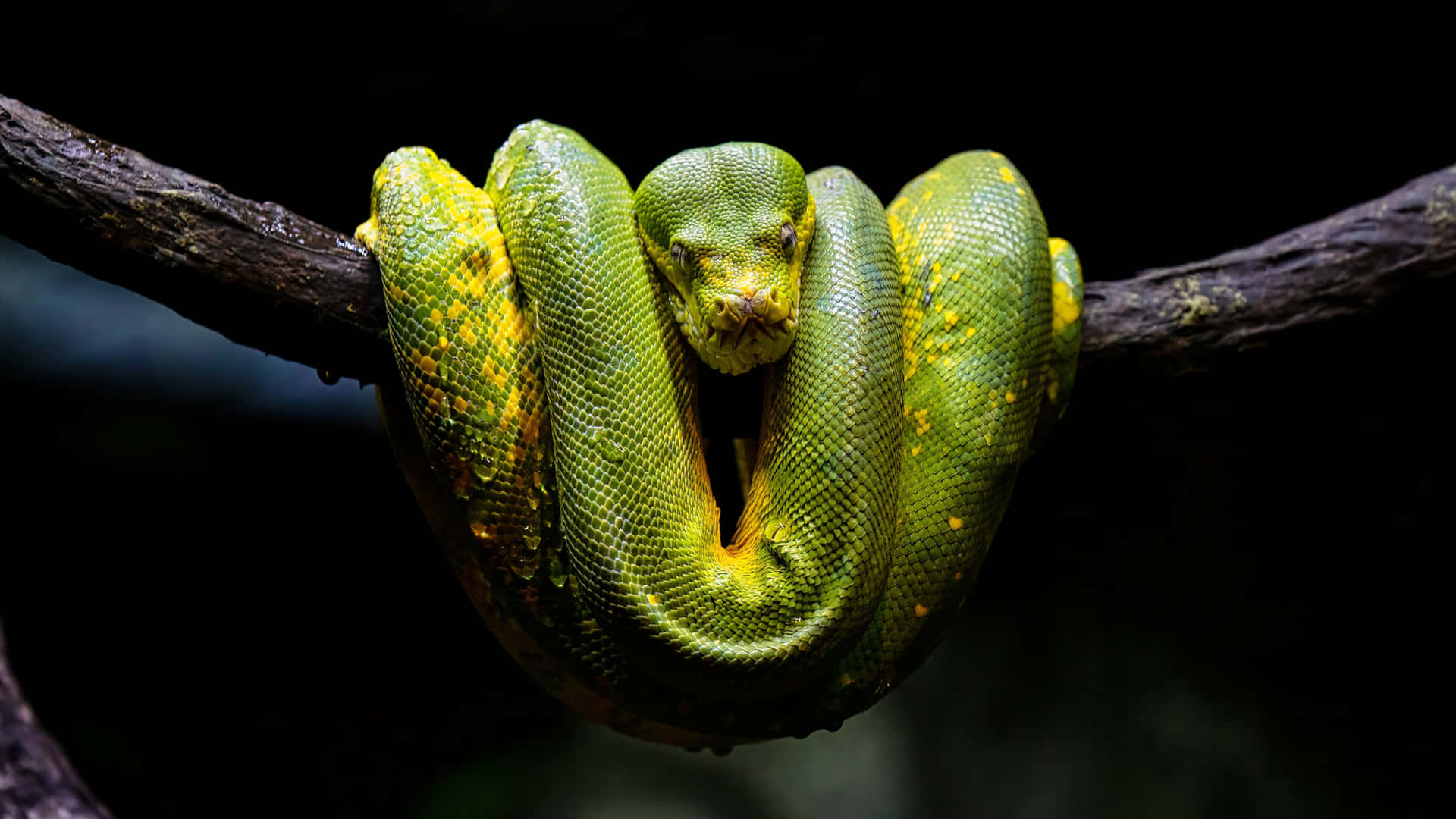 A Green Snake Is Sitting On A Branch Background