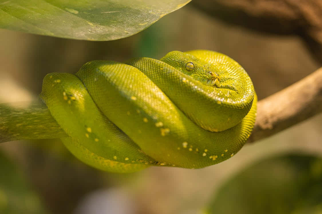 A Green Snake Is Sitting On A Branch Background
