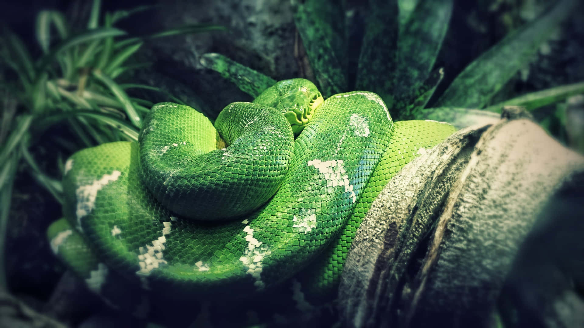 A Green Snake Is Sitting On A Branch Background