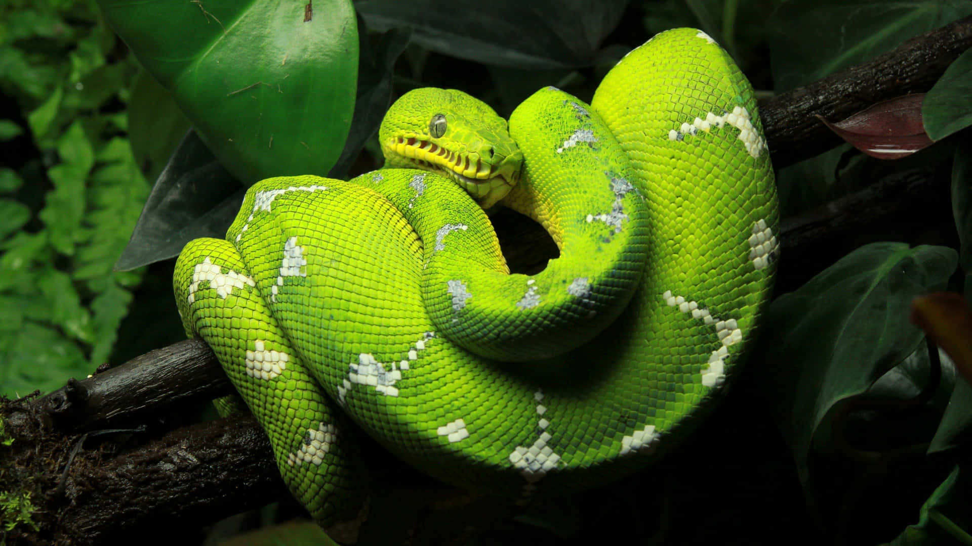 A Green Snake Is Sitting On A Branch In The Jungle Background