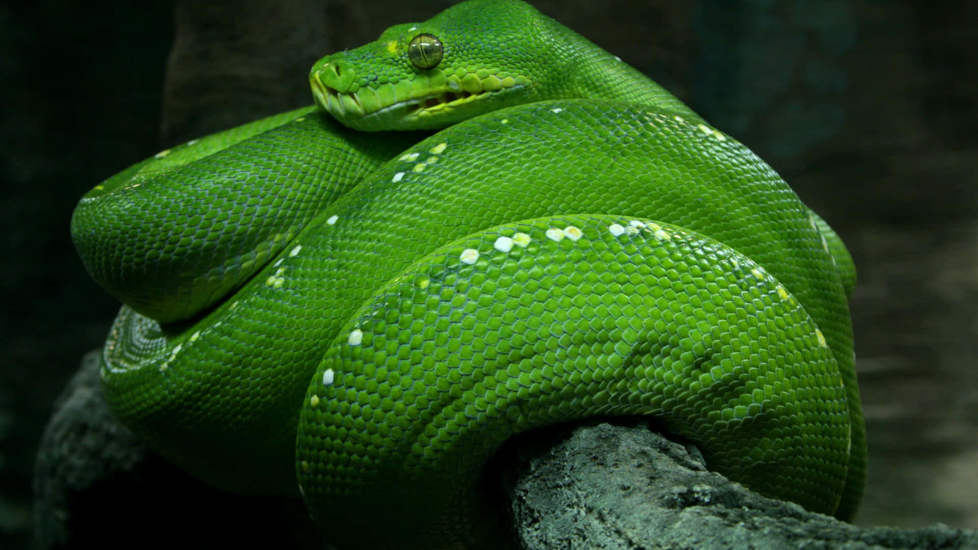 A Green Snake Is Sitting On A Branch Background