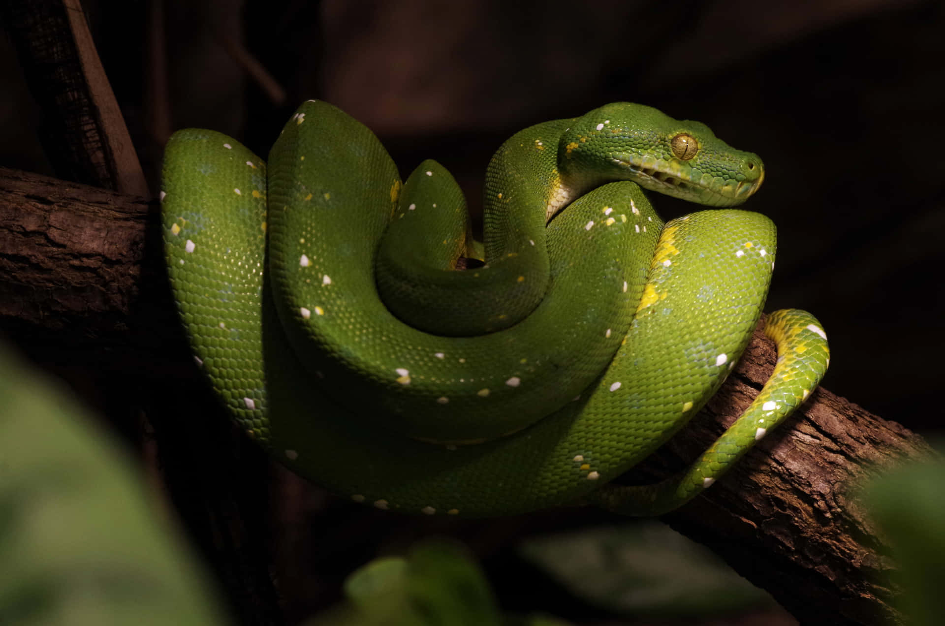 A Green Snake Is Sitting On A Branch Background