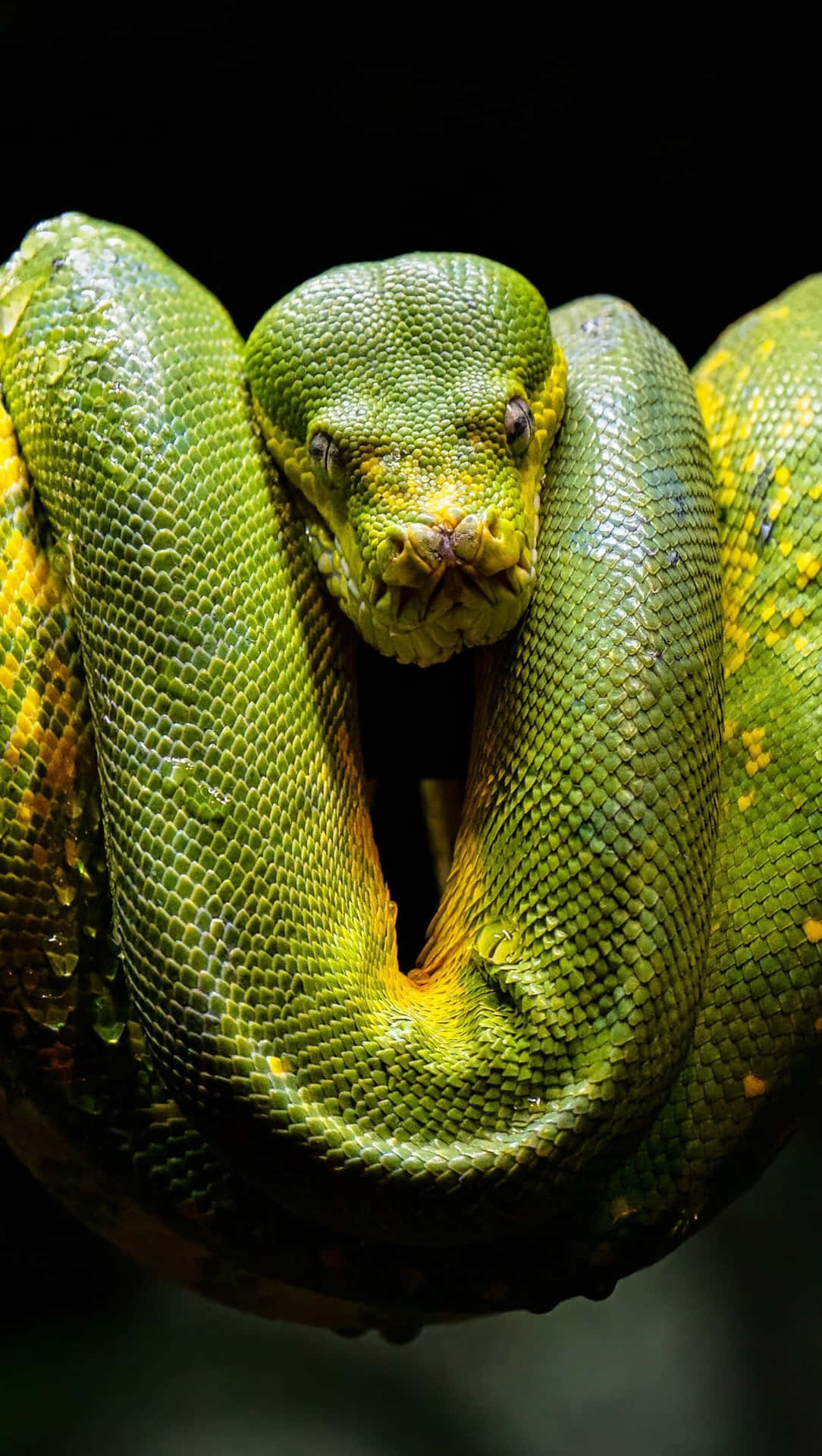A Green Snake Is Sitting On A Branch Background