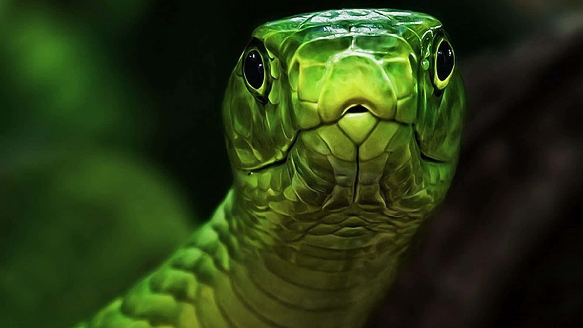 A Green Snake With A Black Head