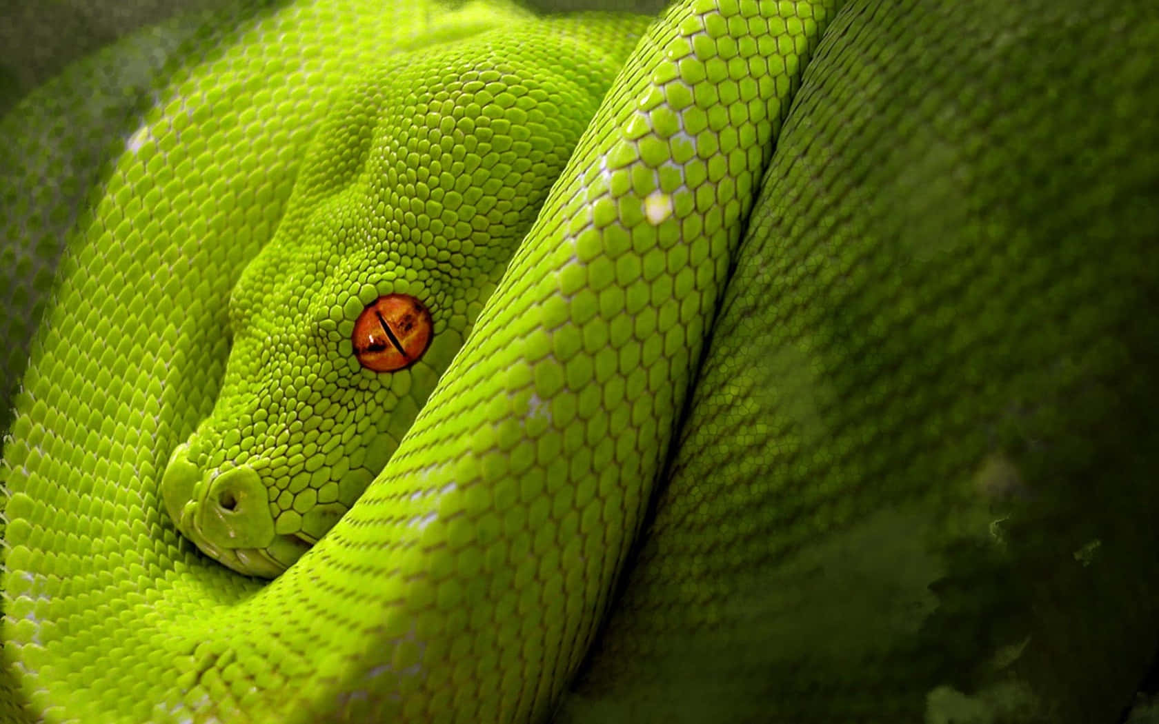 A Green Snake With Red Eyes Is Curled Up