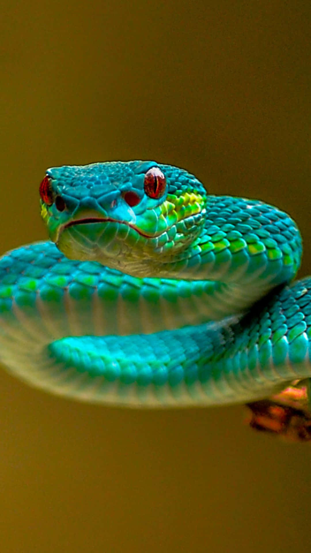 A Green Snake With Red Eyes Is Sitting On A Branch Background