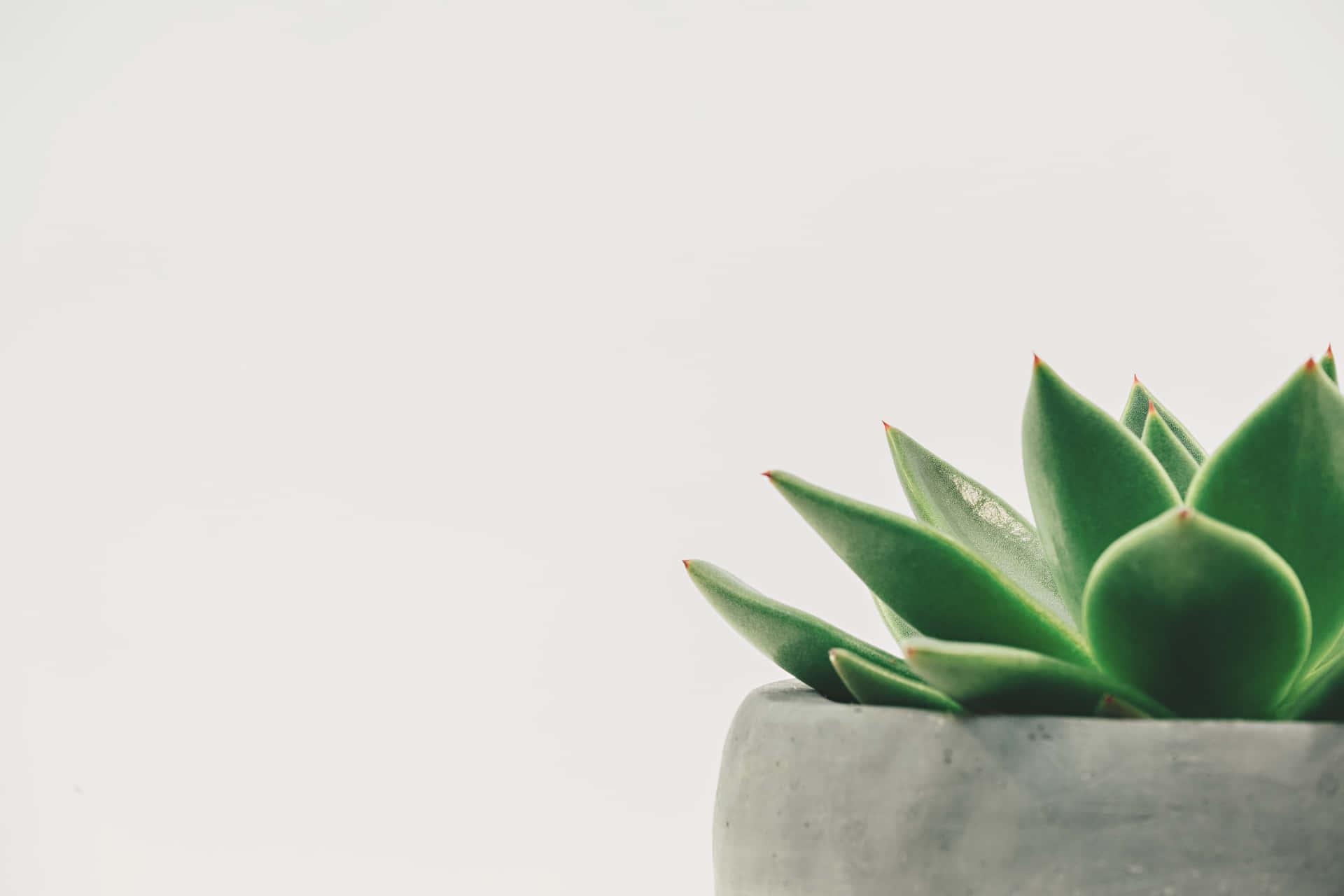 A Green Succulent Plant In A Concrete Pot Background