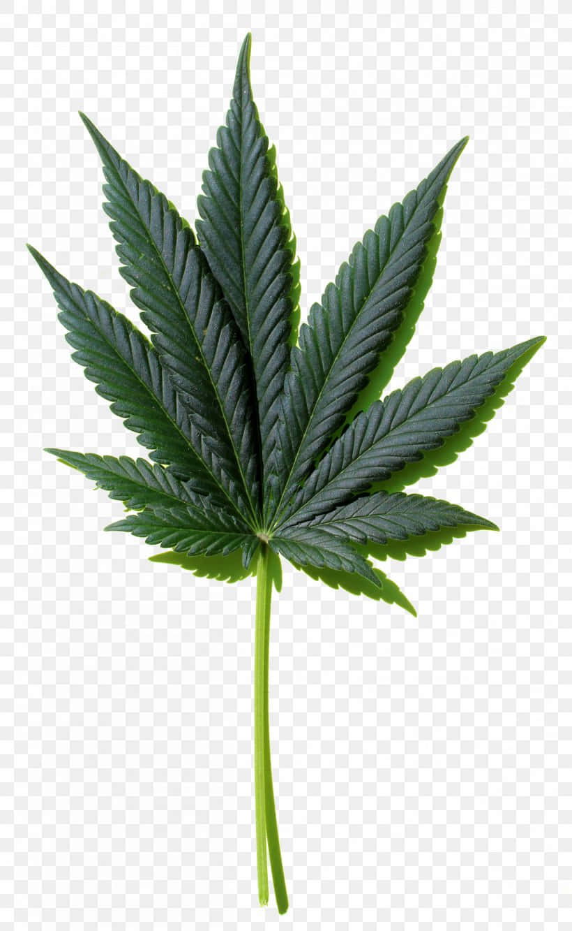 A Green Symbol Of Healing - Cannabis Leaf Background