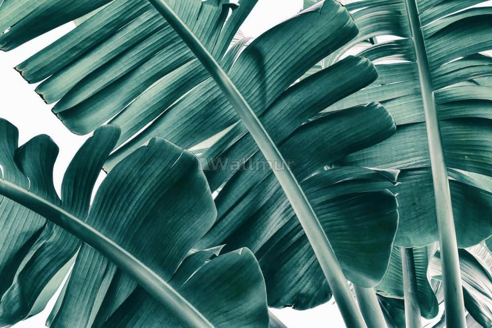 A Green Tropical Leaf On A White Background Background