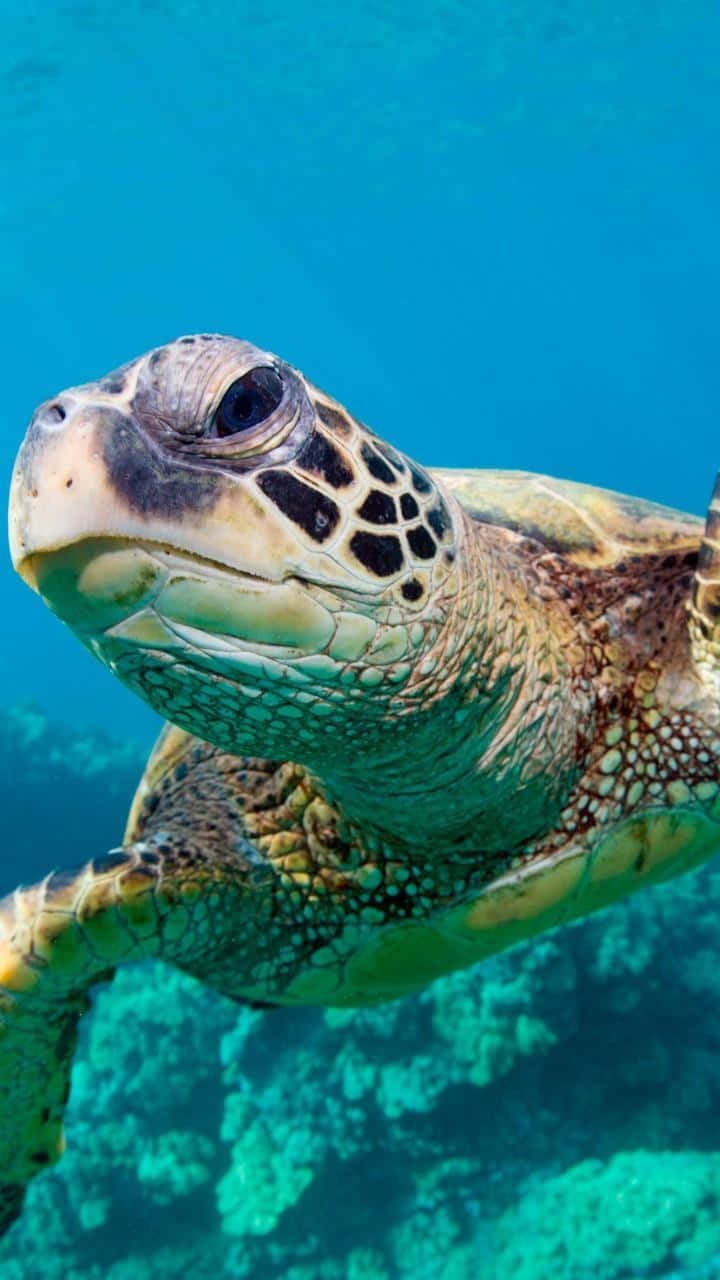 A Green Turtle Swimming In The Ocean