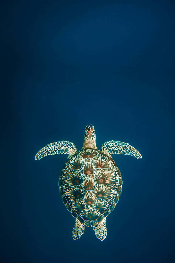 A Green Turtle Swimming In The Ocean