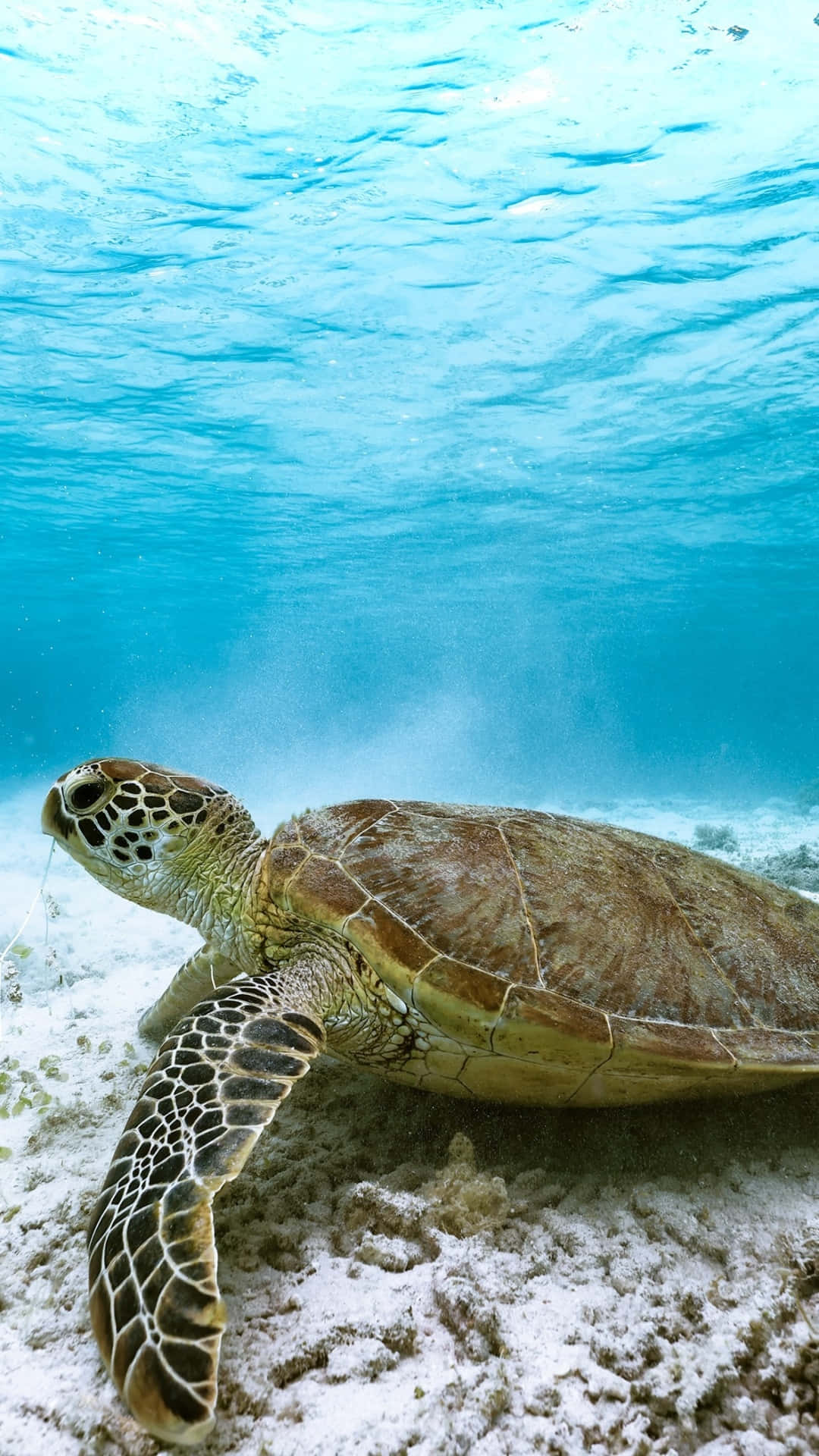 A Green Turtle Swimming Under The Water Background