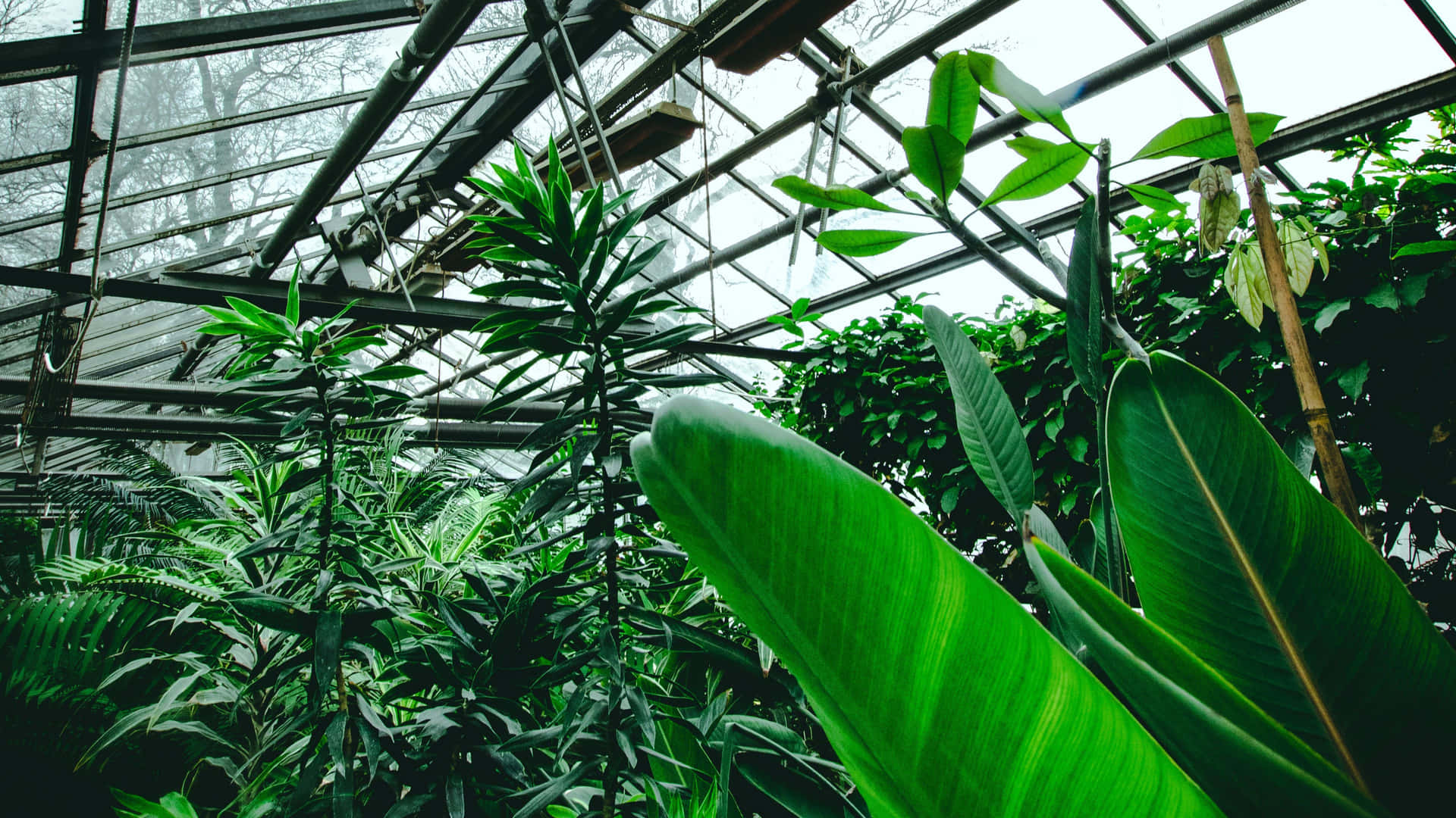 A Greenhouse With Many Plants Inside Background