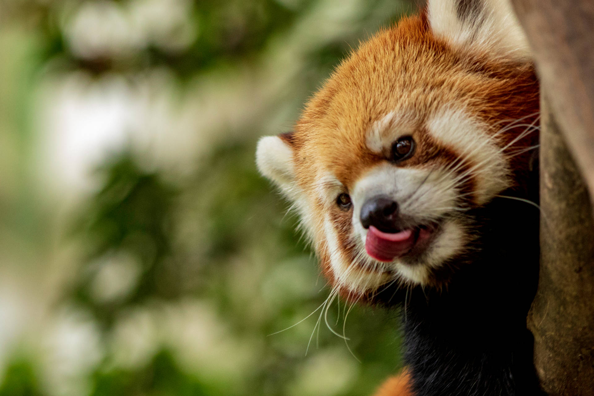 A Gritty Snapshot Of A Panda Exploring Its Green Natural Habitat Background