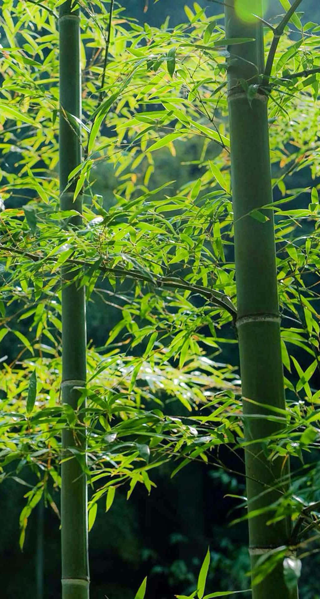 A Group Of Bamboo Trees In The Forest Background