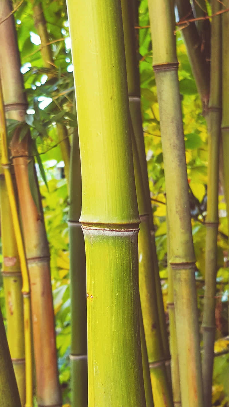 A Group Of Bamboo Trees Background