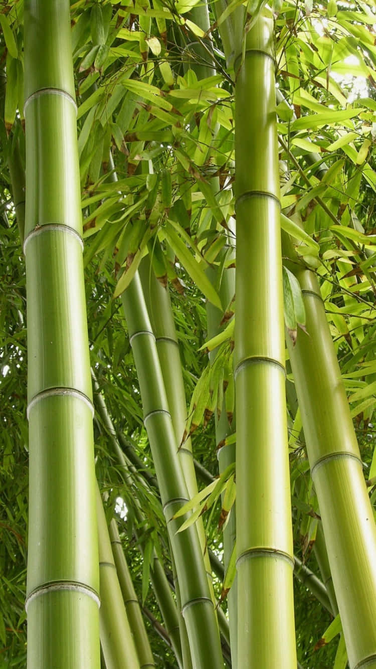 A Group Of Bamboo Trees Background