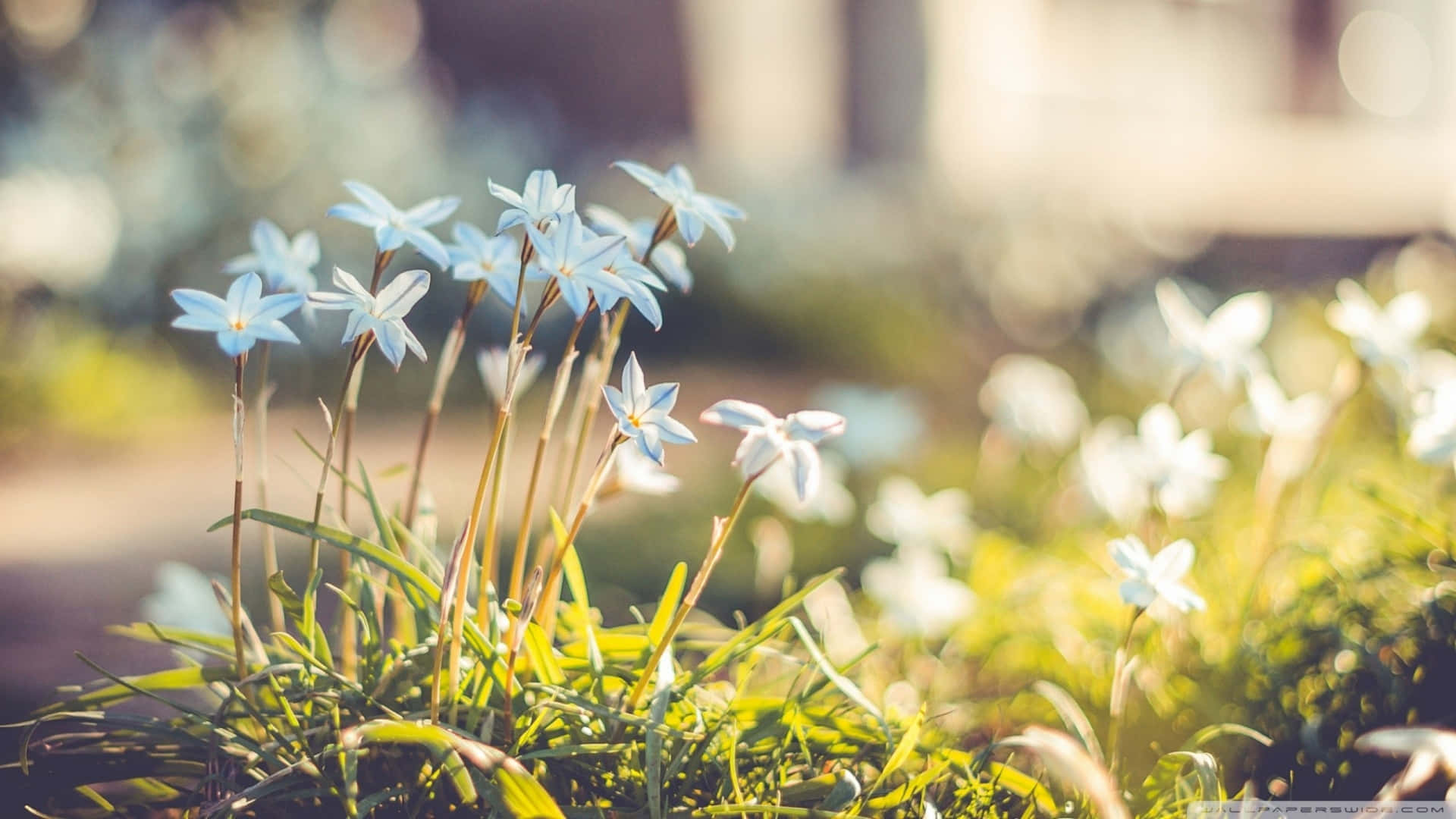 A Group Of Blue Flowers In The Grass Background