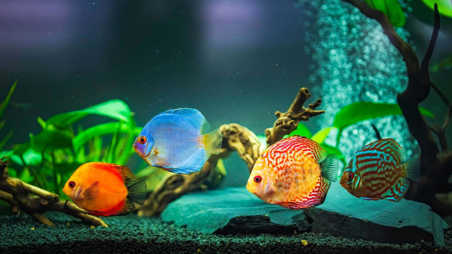 A Group Of Colorful Fish In An Aquarium Background