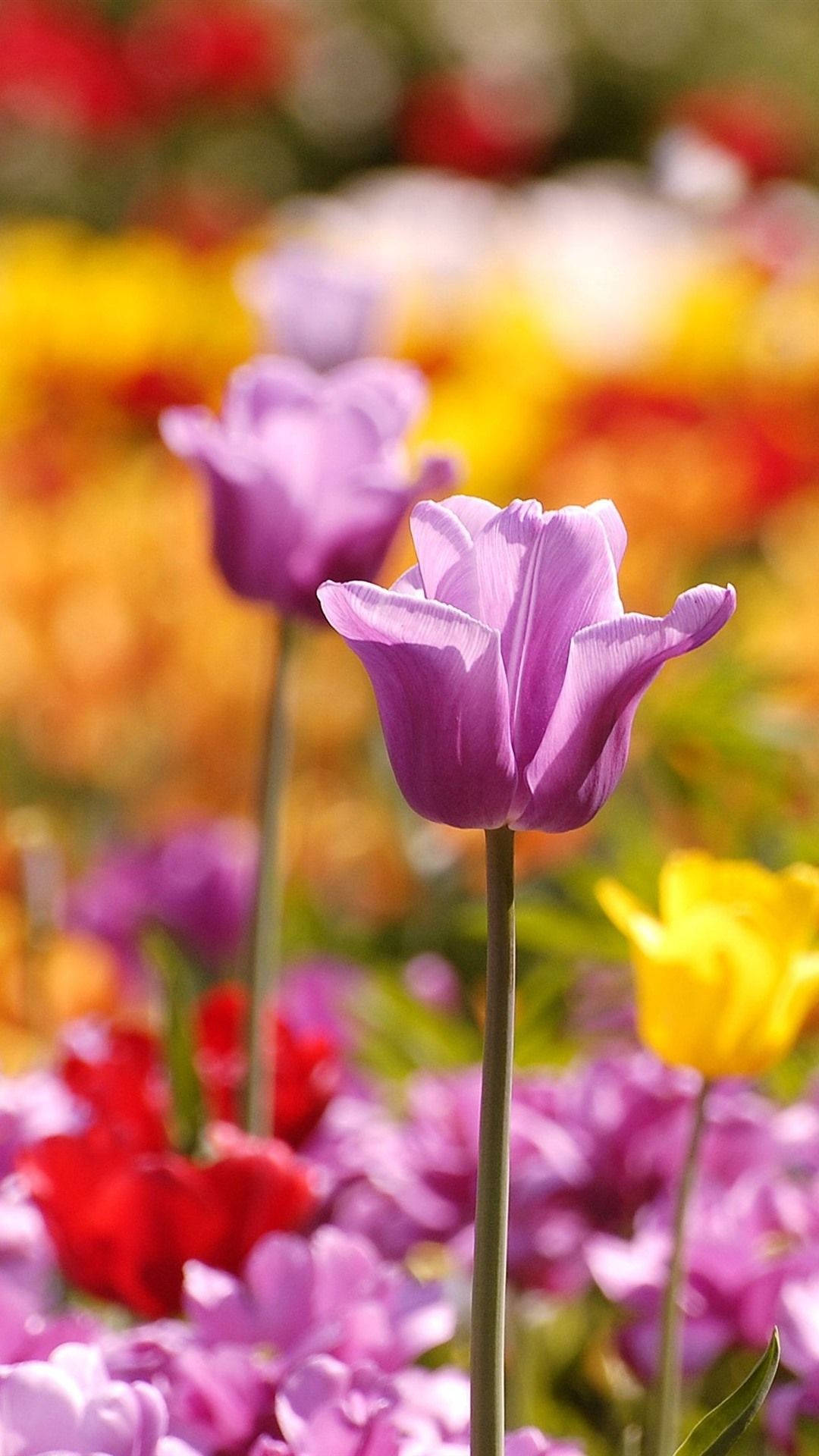 A Group Of Colorful Tulips In A Garden Background