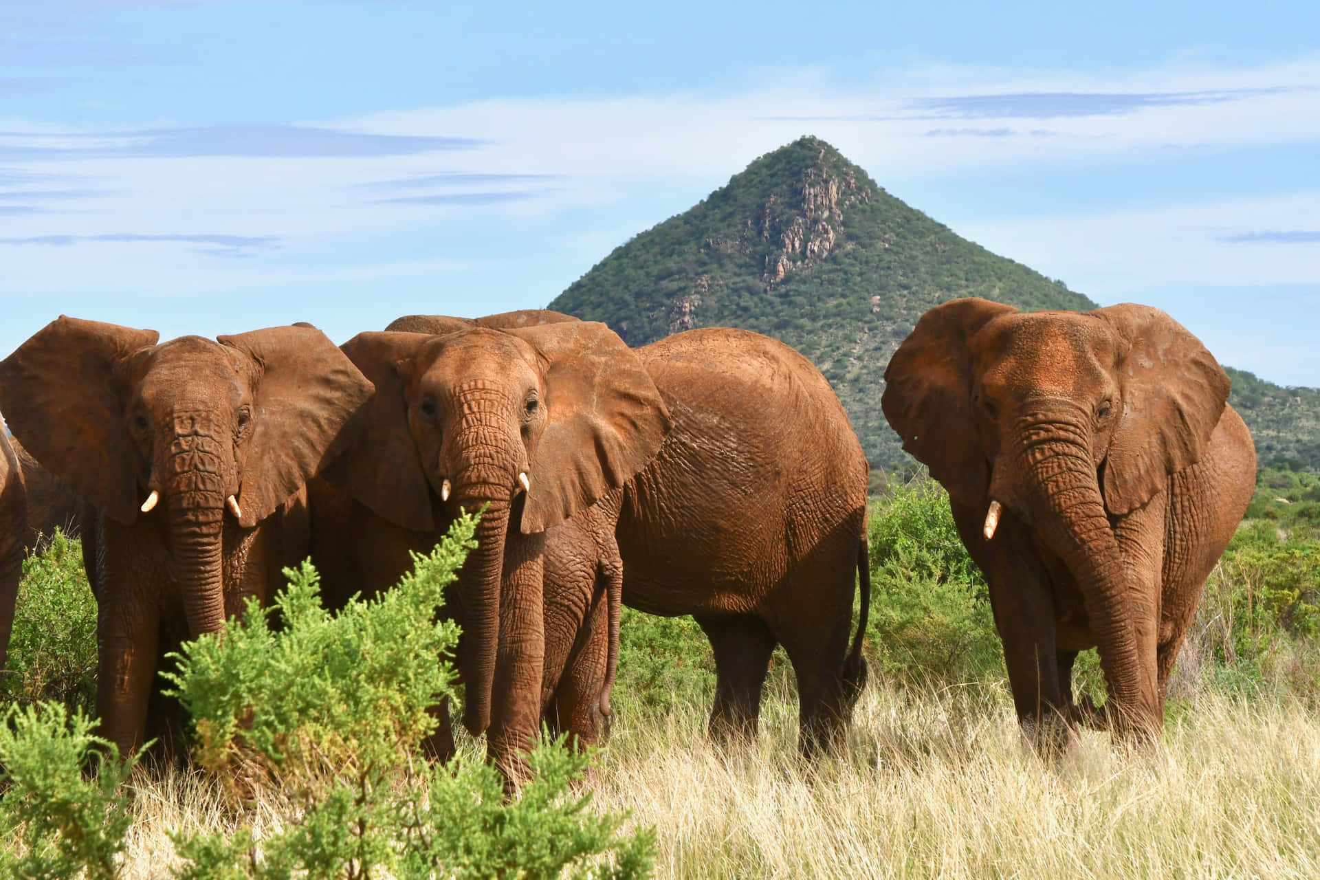 A Group Of Elephants Standing In A Field Background