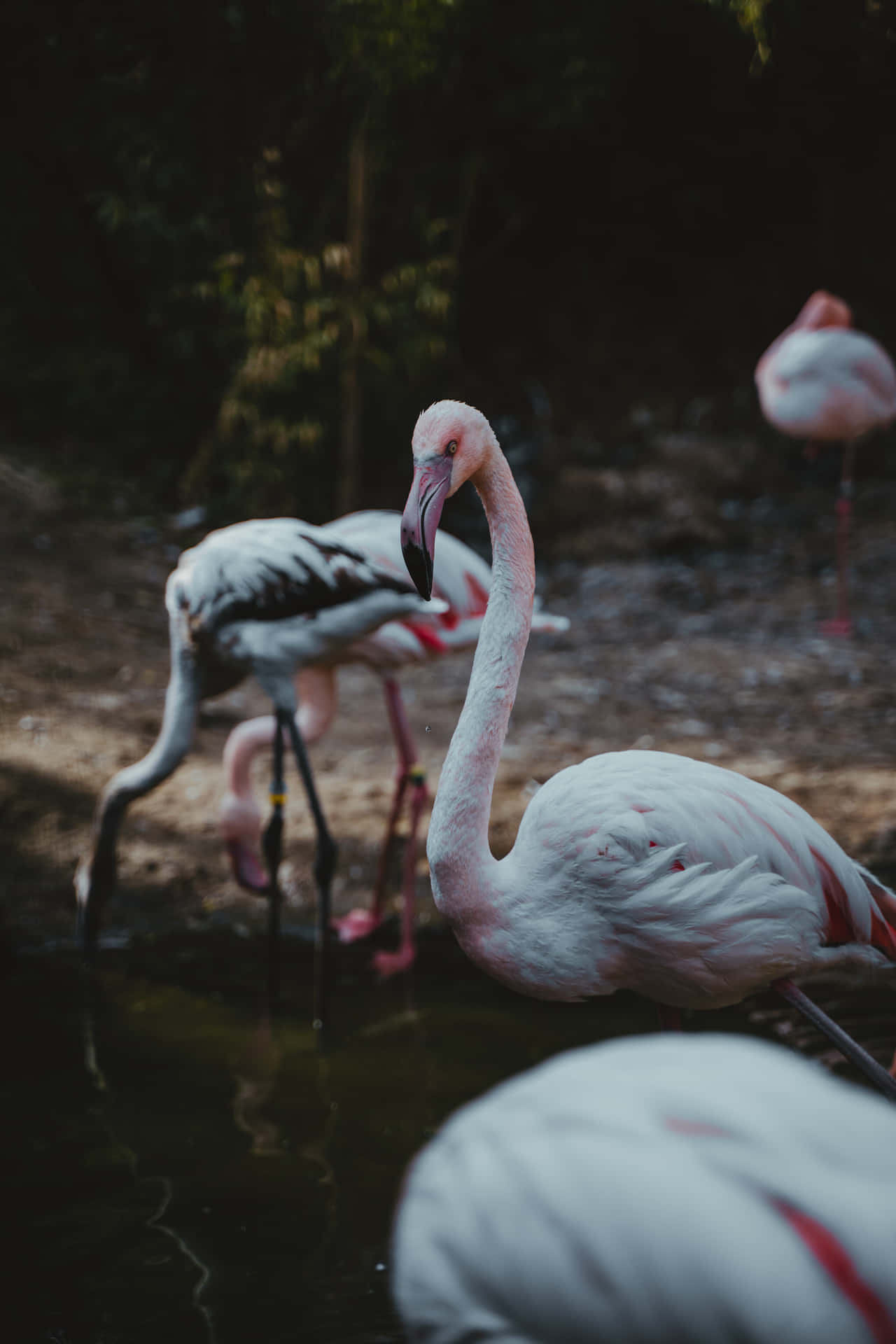 A Group Of Flamingos Are Standing In A Pond Background