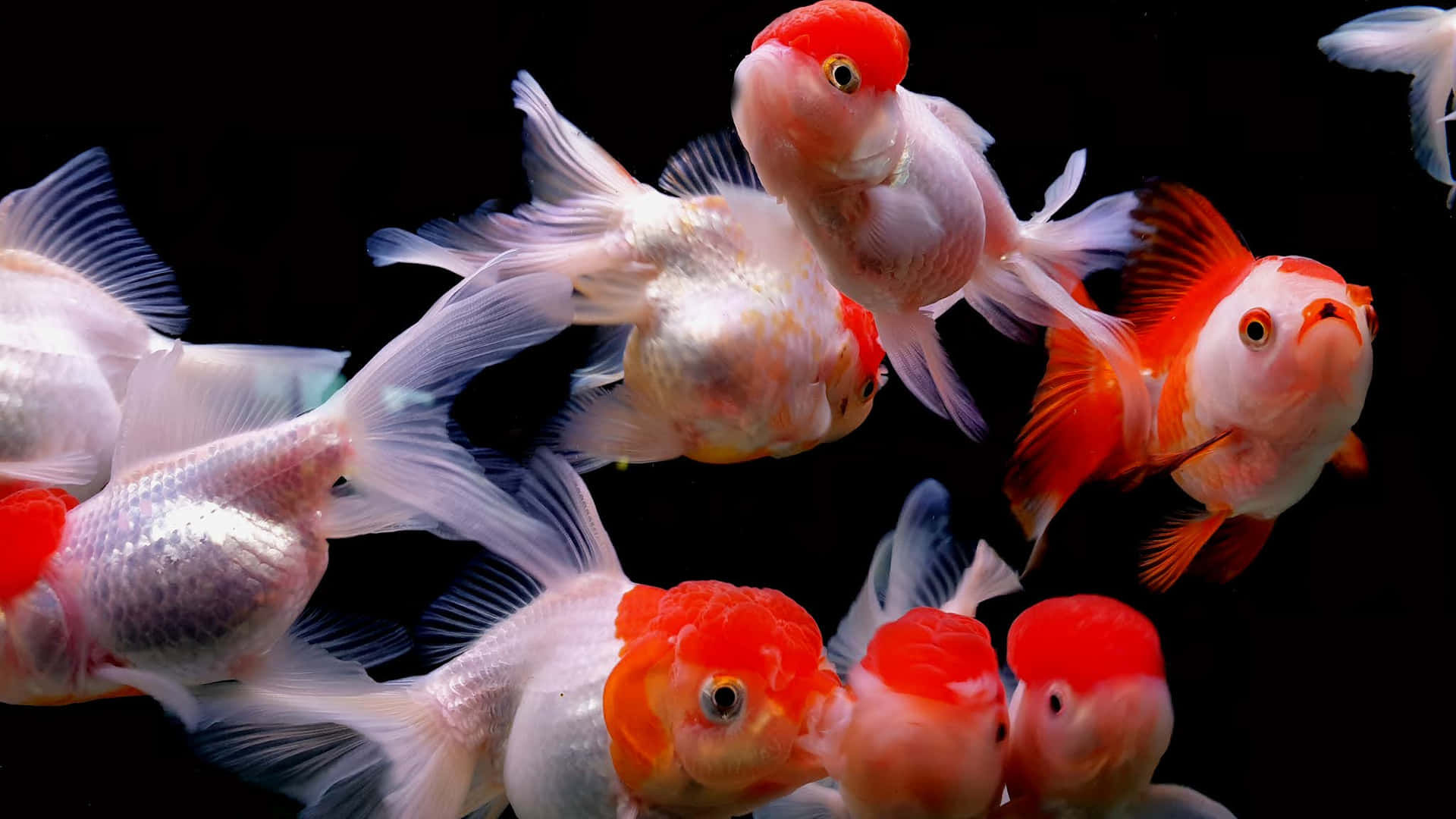 A Group Of Goldfish Swimming In A Black Tank Background