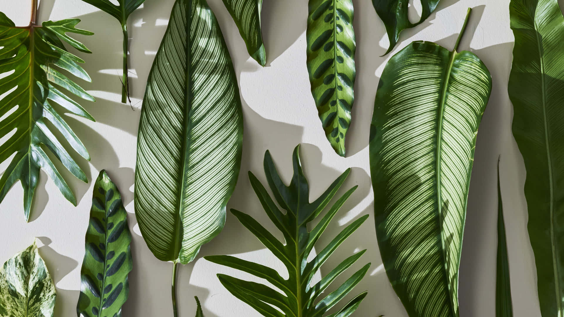 A Group Of Green Leaves On A White Background Background